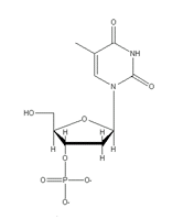 �m�[�}��DNA�̍\����