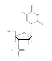 S��DNA�̍\����